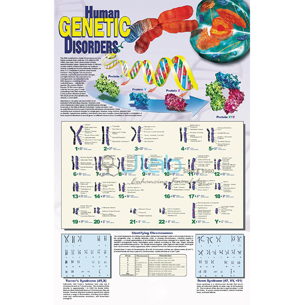 Human Genetic Disorders Poster