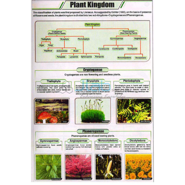 Plant Kingdom Chart