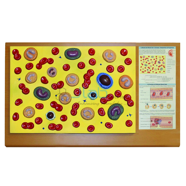 Blood Cell Model