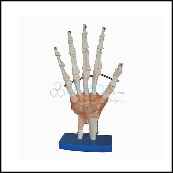 Hand Joint with Muscles Model
