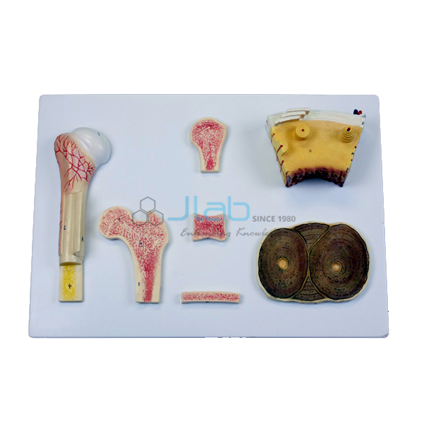 Bone Tissue Model