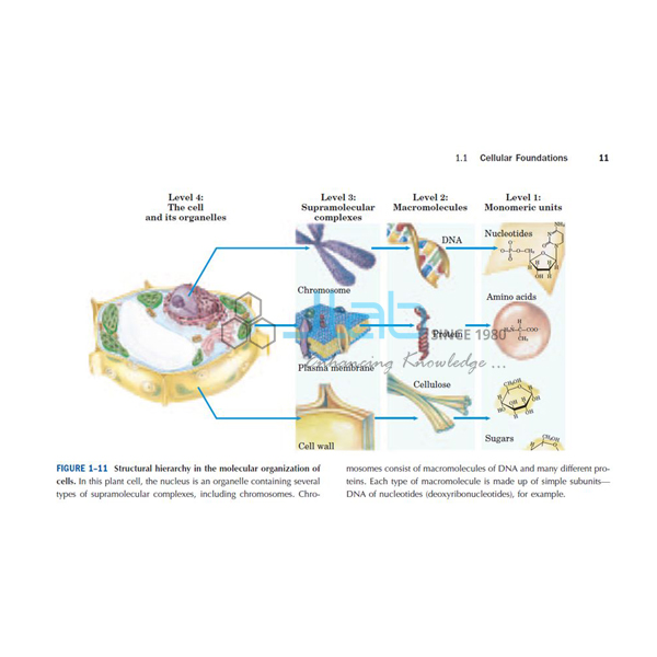 Function of Carbohydrates, Lipids and Amino Acids Model