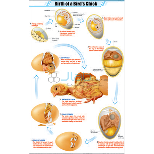 Birth of a Birds Chick Chart