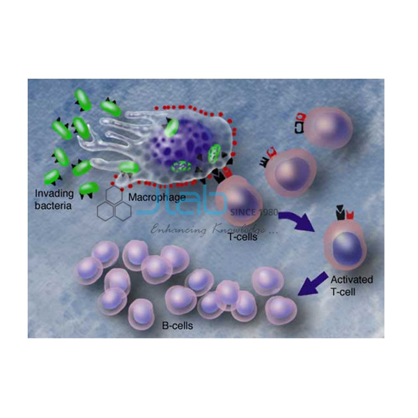 Role of T Cell and B Cells Model