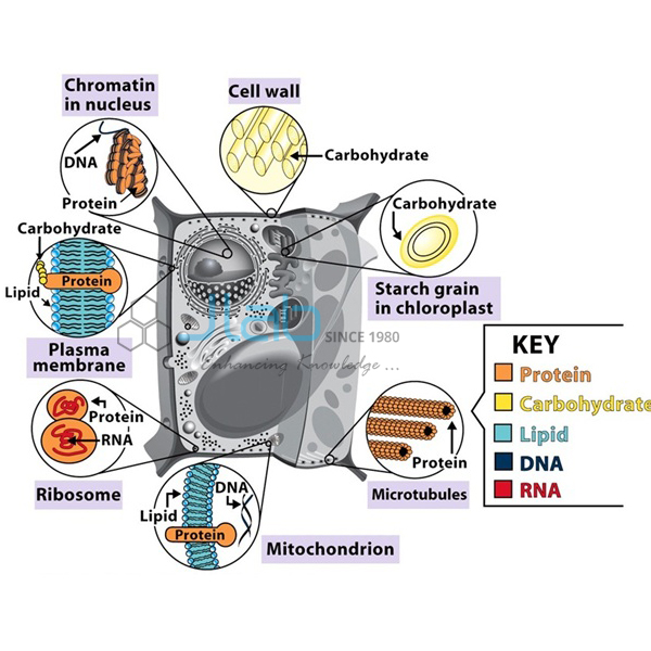 Biological Molecules Model