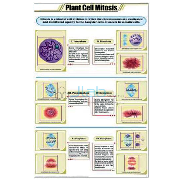 Plant Cell Mitosis Chart