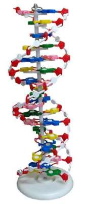 DNA Model