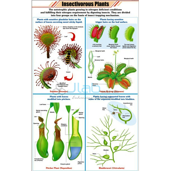 Insectivorous Plants Chart