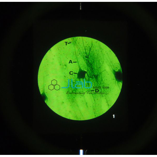 Nerve and Muscle Action Microslide