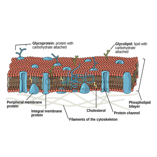 Lipid Bi-Layer Bilayer Membrane Model