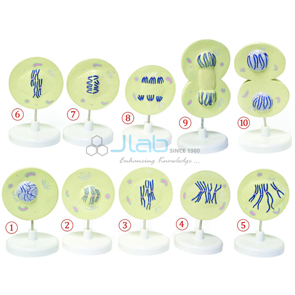 Mammal Cell Meiosis Model