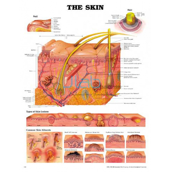 Human Skin Chart