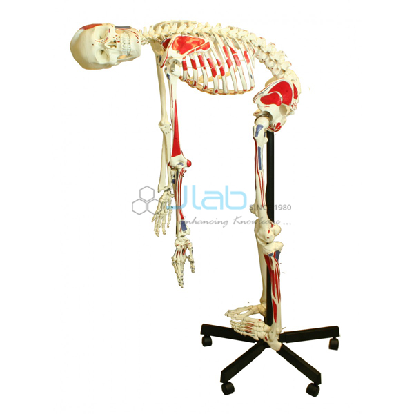 Human Skeleton Full Size Flexible with Muscle 170cm