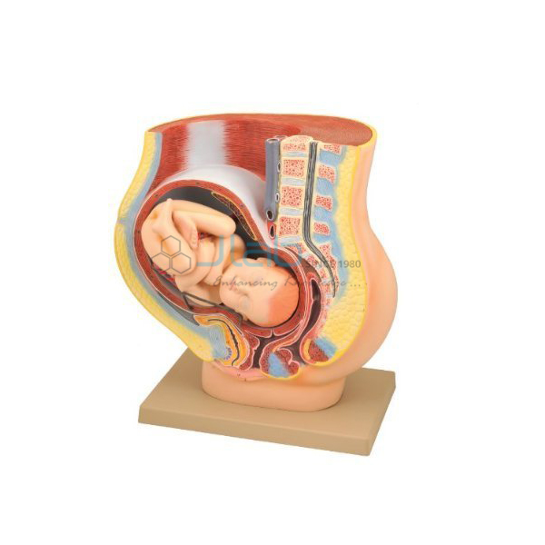 Human Baby In Uterus Model