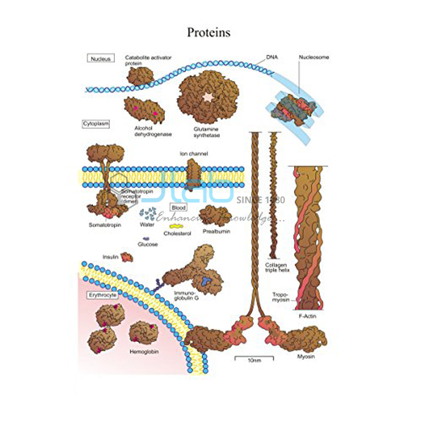 Proteins Chart