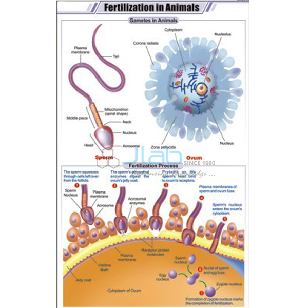 Fertilization in Animals Chart