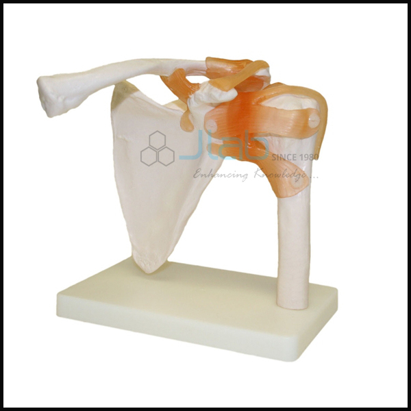 Shoulder Joint Model