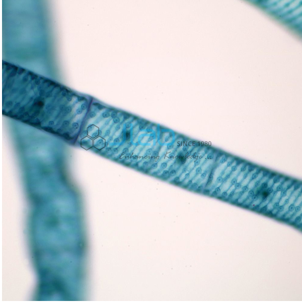 Spirogyra Prepared Slide