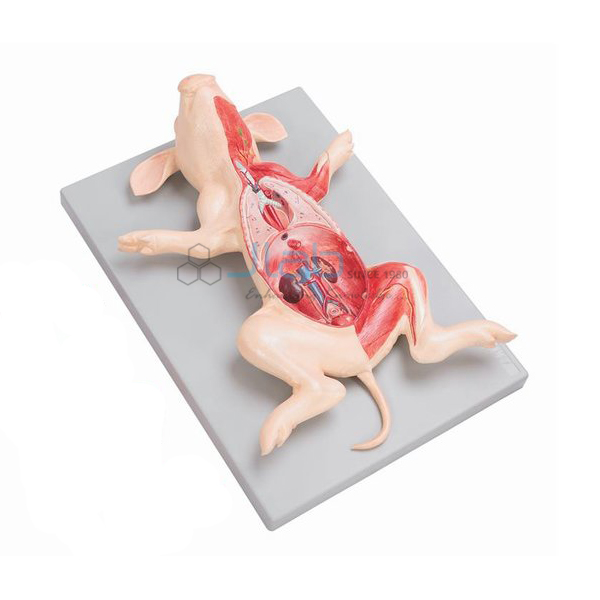 Fetal Pig Model