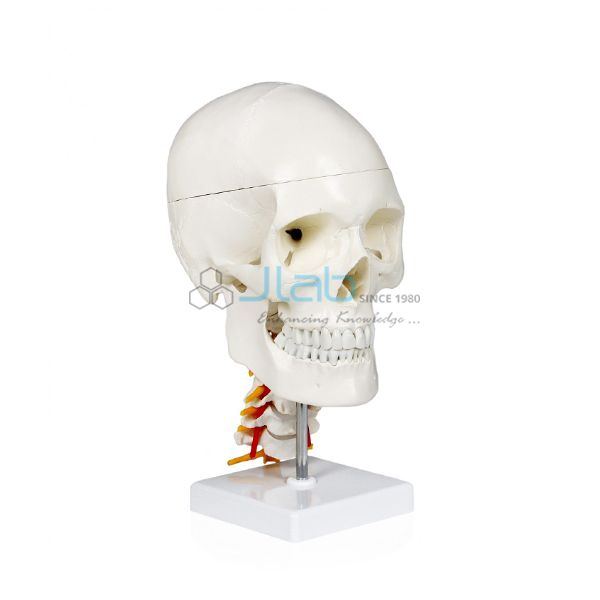 Human Skull with Cervical Spine