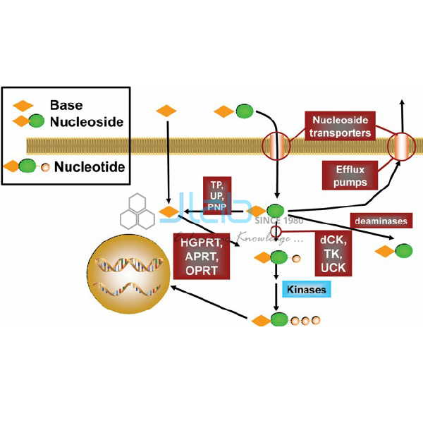 Purine and Pyrimidine Metabolism Model