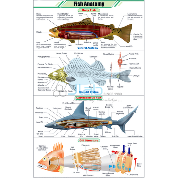 Fish Anatomy Chart