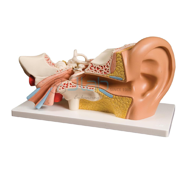 Ear Anatomical Model