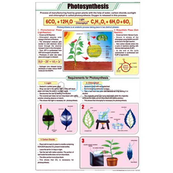 Photosynthesis Chart