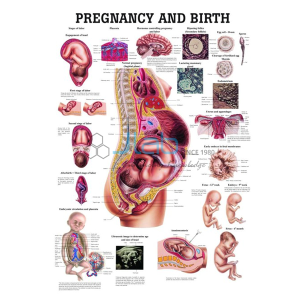 Pregnancy and Birth Chart