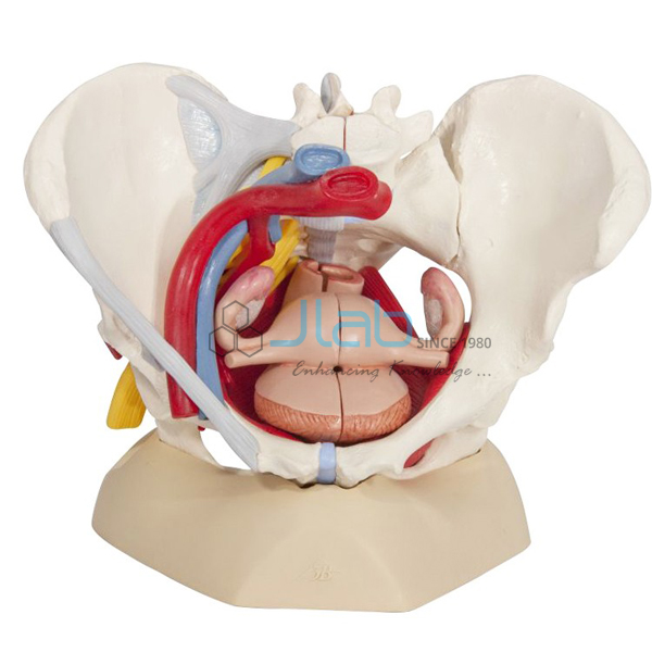 Human Pelvis Female Model