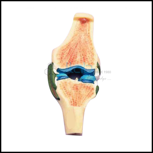 Sectional Knee Joint Model