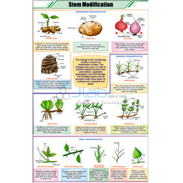 Stem Modification Chart