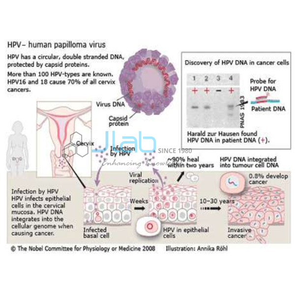 Life Cycle of Papilloma Virus Model