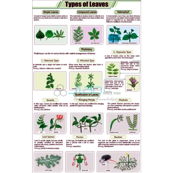 Types of Leaves Chart