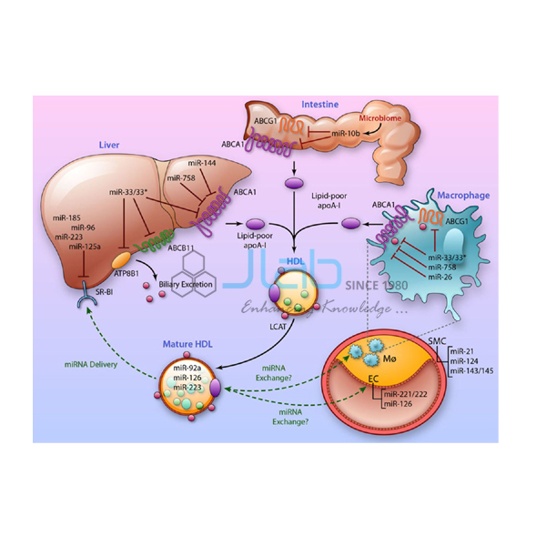 Bio Lipid Metabolism Model