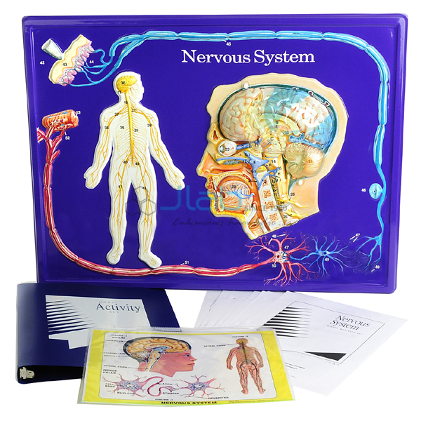 Nervous System Model