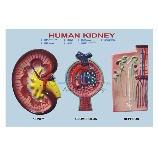 Kidney Section, Nephrons and Blood Vessels