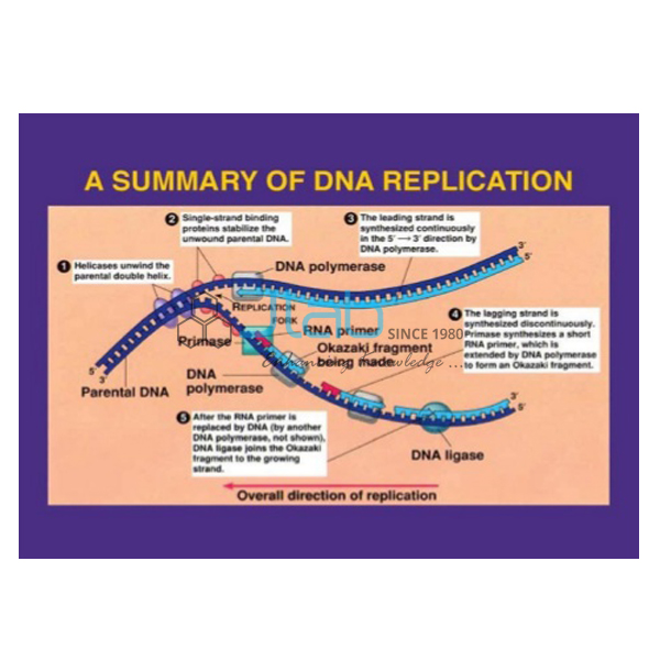 DNA Replication Model