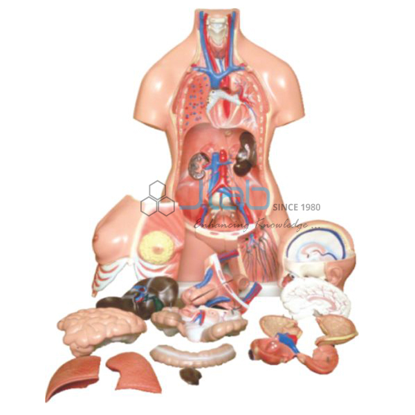 Human Torso 15 Parts Tall 26cm