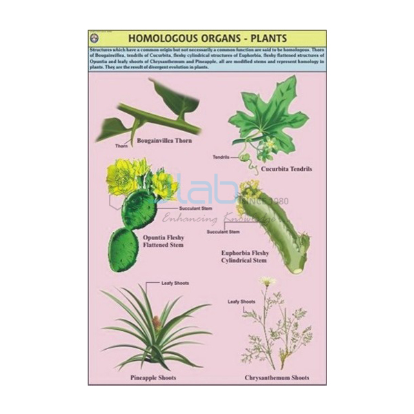 Homologous Organs Plants Chart