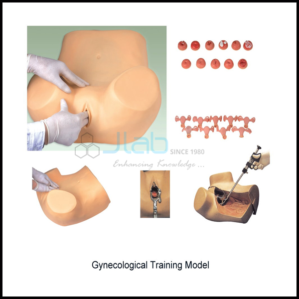 Gynecological Examination Model