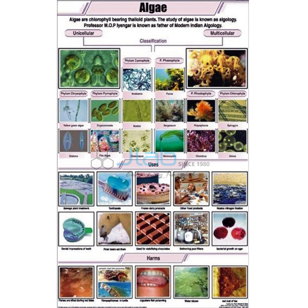 Algae Chart