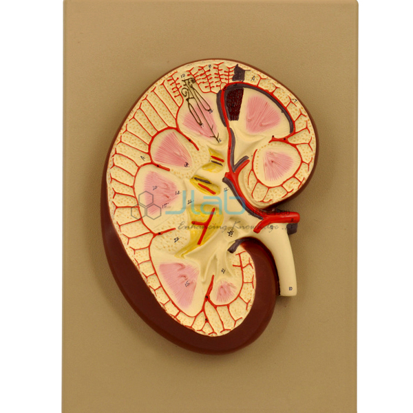 Kidney Section Model