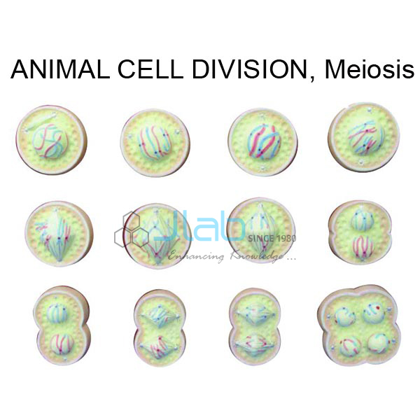 Animal Meiosis Model