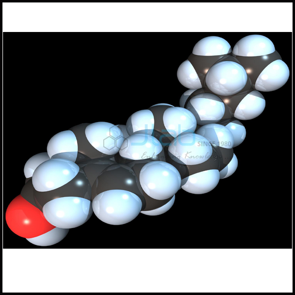 Cholesterol Model