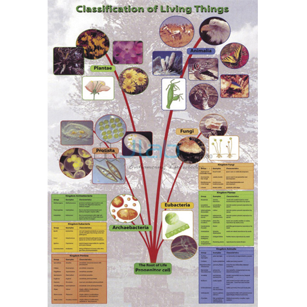 Classification of Living Things Poster