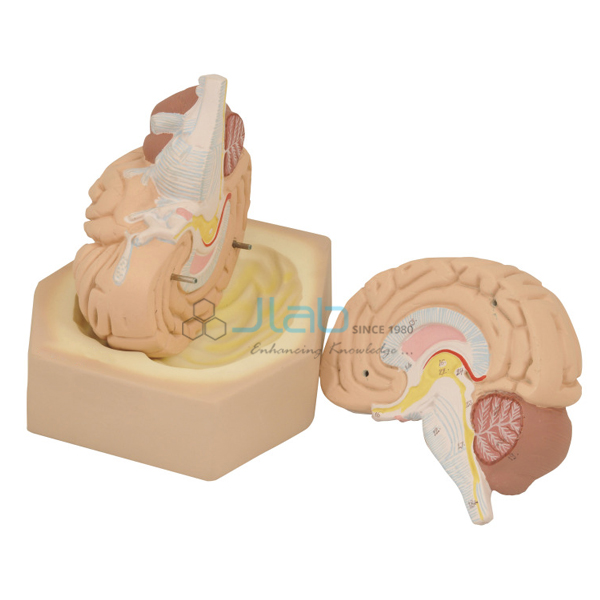 Brain Model 2 part Life size