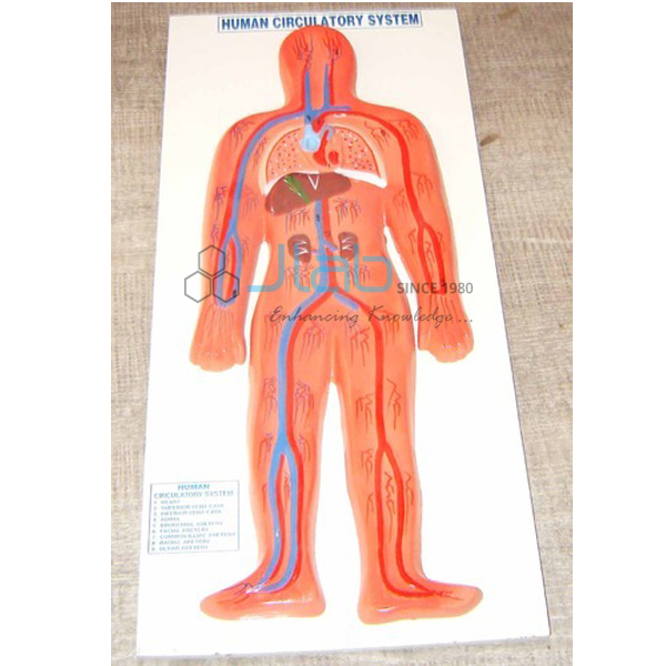 Human Circulatory System Model