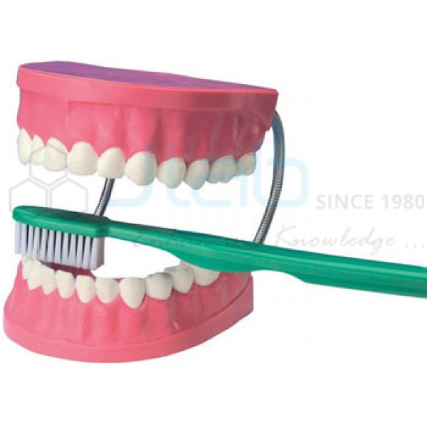 Tooth Hygiene Set model and dental care model with brush