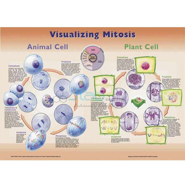 Visualizing Mitosis Poster
